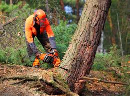 How Our Tree Care Process Works  in  Waterflow, NM